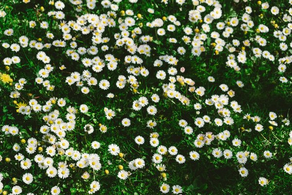 What Are the Best Drought-Tolerant Ground Covers for a UK Garden?