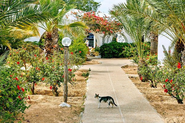 How to Create a Mediterranean-Style Garden in Southern UK?